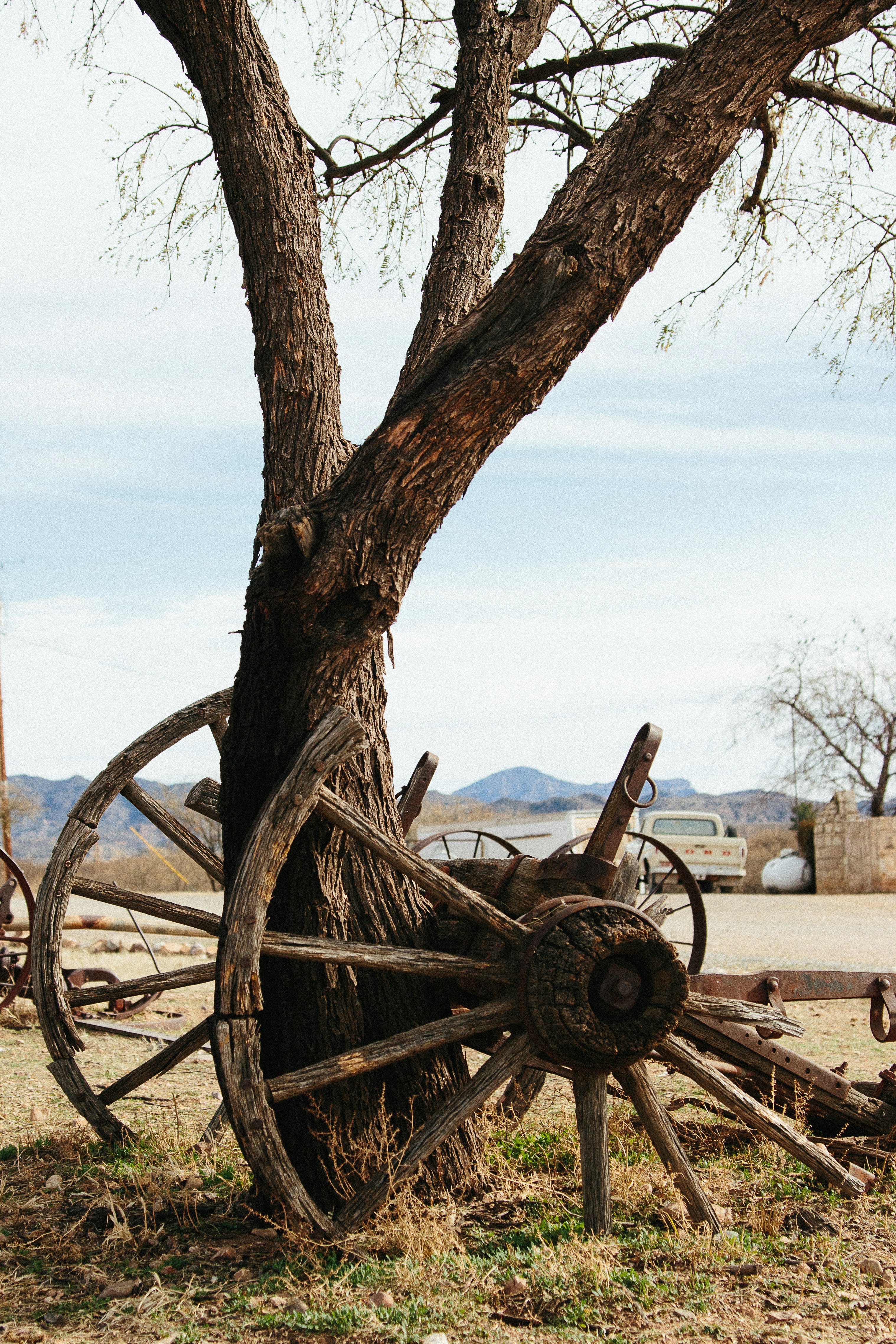 brown wooden carriage wheel near brown tree during daytime